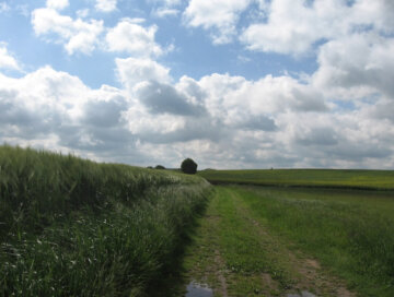 Feldweg bei Finkenwerder Hof-kompr.